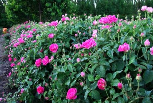 برداشت 350 تنی گل محمدی در خراسان شمالی