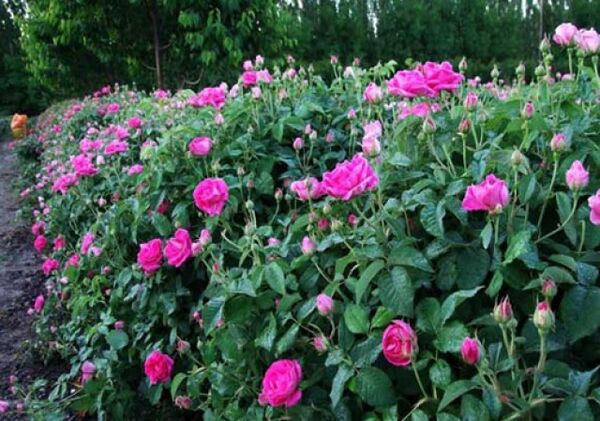 برداشت 350 تنی گل محمدی در خراسان شمالی