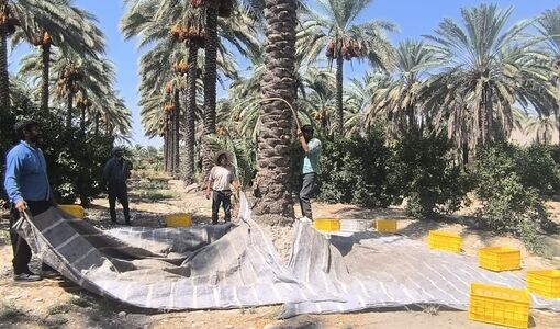 برداشت خرما در شهرستان قیروکارزین؛ پیش‌بینی تولید بیش از ۱۲۰ هزار تن محصول
