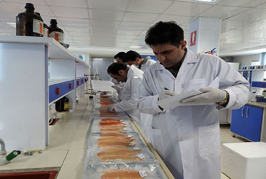 ذخیره سازی 400  تن ماهی قزل‌آلا در چهارمحال و بختیاری 