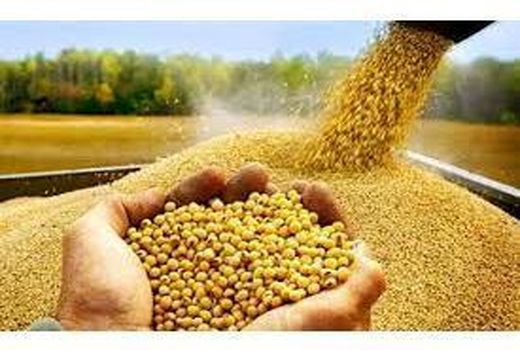 خرید 750 تن سویا از کشاورزان نکایی