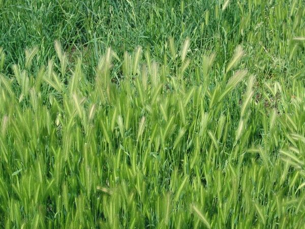 بیش از 9 هزار هکتار از اراضی شیروان زیرکشت جو پاییزه رفت