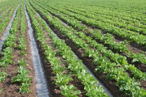 آغاز کشت چغندر قند در اراضی کشاورزی شهرستان البرز