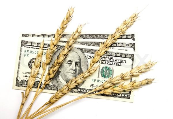 افزایش قیمت جهانی گندم در سال آینده به دلیل کاهش تولید