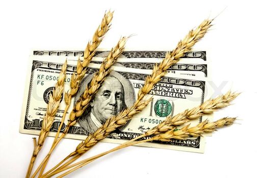 افزایش قیمت جهانی گندم در سال آینده به دلیل کاهش تولید