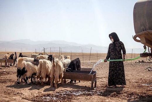 کاهش جمعیت دام سبک در پی بروز خشکسالی 