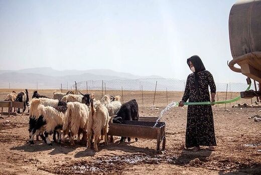 کاهش جمعیت دام سبک در پی بروز خشکسالی 