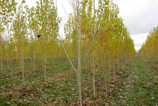 لطفا چوبکاری بفرمایید!/ گیلان، مازندران و خوزستان سردمداران زراعت چوب