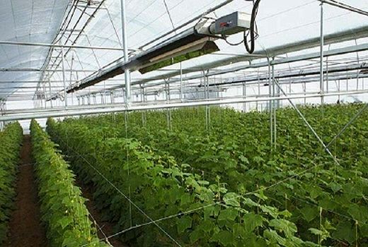 توسعه ۳۰۵۲ هکتاری گلخانه ها در سال ۱۴۰۰