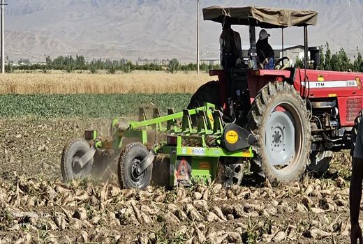 آغاز برداشت چغندرقند پاییزه در داراب