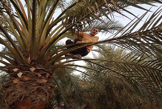 حفظ تعادل خوشه‌های خرما در آبادان با عملیات دل آویز