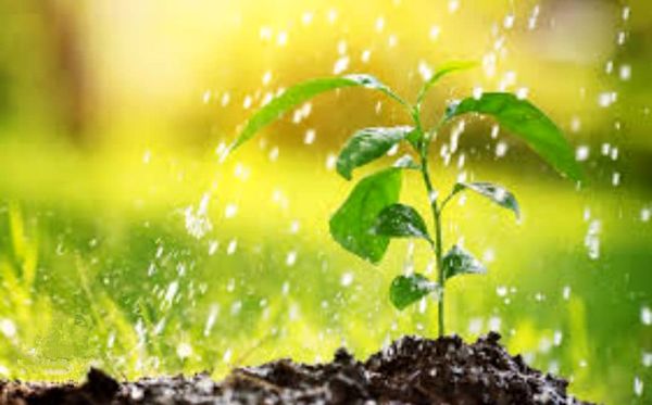 انحلال سازمان حفظ نباتات بریدن شاخهای است که روی آن نشستهایم