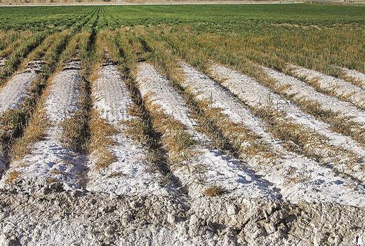 تدوین برنامه اجرایی توسعه گیاهان شورزیست