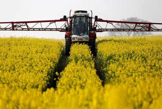 تولید ۷۵۰۰ تن دانه روغنی کلزا در فارس