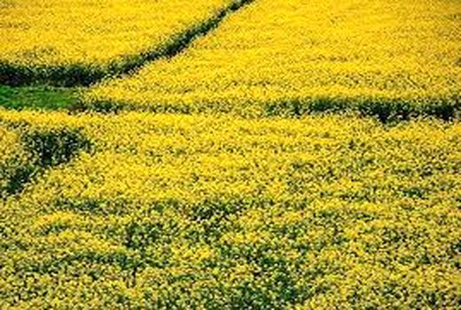 افزایش کشت کلزا در شهرستان شیروان