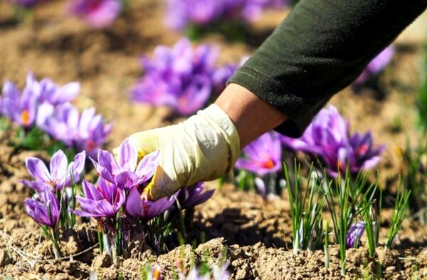 اختصاص اعتبار ۱۰۰ میلیارد تومانی برای فعالان بخش زعفران