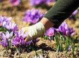 استفاده از پیازهای مرغوب در کشت زعفران