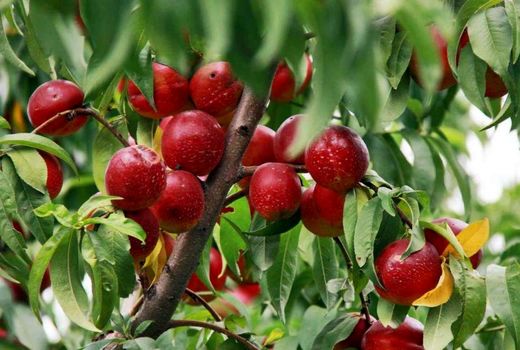  برداشت شلیل در چهارمحال بختیاری آغاز شد