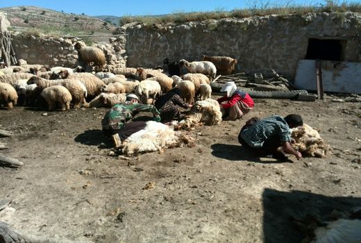 آغاز پشم چینی  در شهرستان سیروان