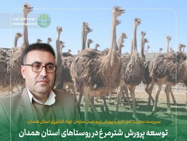 توسعه پرورش شترمرغ در روستاهای استان همدان