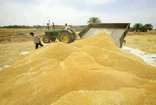 آغاز خرید تضمینی گندم از شهرستان‌های کویری استان اصفهان