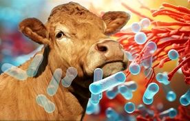 استفاده از پروبیوتیک‌ها می تواند بهروه‌وری صنعت دام و طیور را افزایش دهد