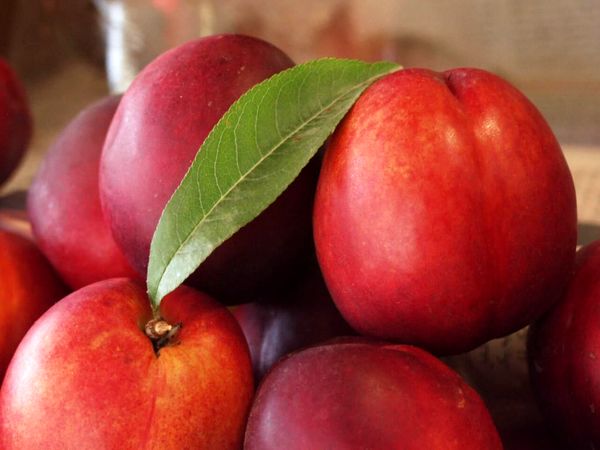 آغاز برداشت شلیل از باغات آذربایجانغربی