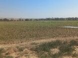 کشت و توسعه چغندرقند پاییزه برای اولین بار در استان بوشهر