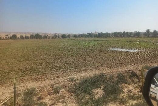 کشت و توسعه چغندرقند پاییزه برای اولین بار در استان بوشهر