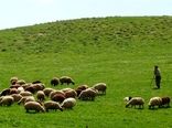 سامانه‌های پرورشی دام سبک برای نجات مراتع می‌آیند