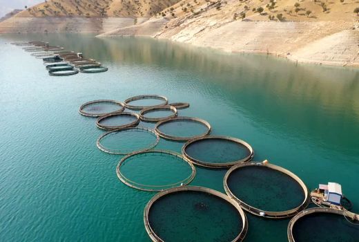 پرورش ماهی در قفس گامی موثر در جهش تولید