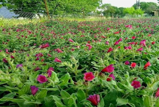 بیش از یک هزار هکتار از اراضی کشاورزی کردستان زیر کشت گیاهان دارویی
