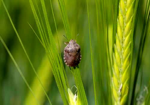 هشدار ریزش سن غلات در 6 شهرستان کهگیلویه و بویراحمد