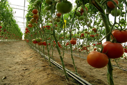 برداشت50هزارتن محصولات گلخانه ای درسیستان وبلوچستان