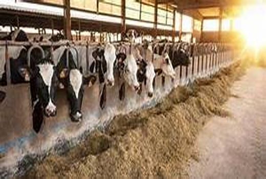 تلقیح مصنوعی بیش از 800 راس دام سنگین با نژاد های برتر