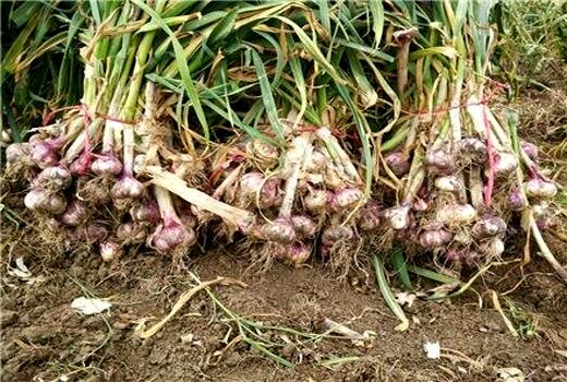 کشت سیر در استان کرمان یکی از برنامه های الگوی کشت است