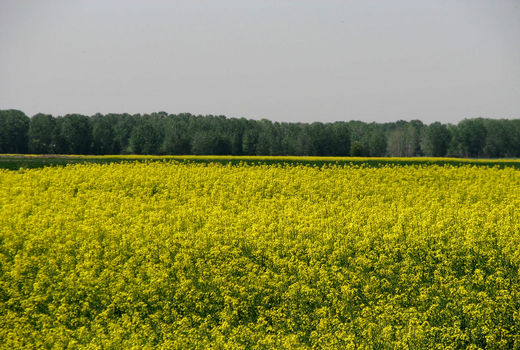 مبارزه با شته مومی در مزارع کلزای شهرستان البرز انجام شد