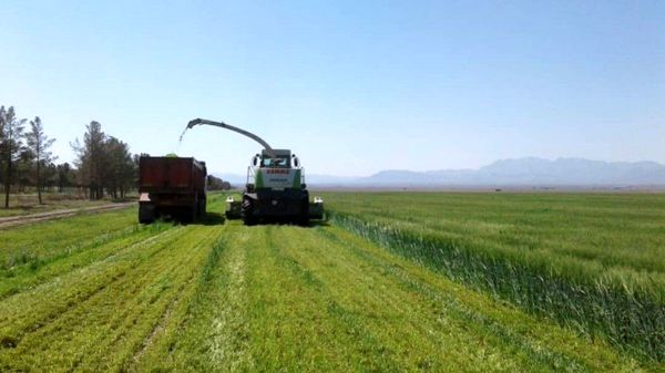 برداشت قصیل جو و تریتیکاله از ۱۲۰۰ هکتار از مزارع کشاورزی استان قزوین
