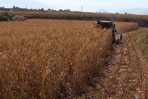 پیش بینی تولید بیش از 32 هزار تن ذرت دانه ای در فیروزآباد