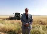 پیش بینی خرید بیش از ۱۷۰ هزار تن گندم از کشاورزان استان