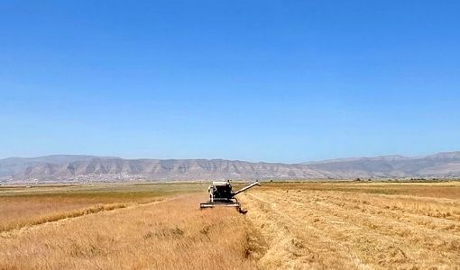 پیش‌بینی برداشت بیش از ۷ هزار تن خاکشیر از ۱۴ هزار هکتار اراضی مرودشت