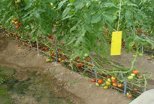 اجرای طرح کنترل عوامل خسارت‌زا در باغ‌های میوه شهرستان البرز 