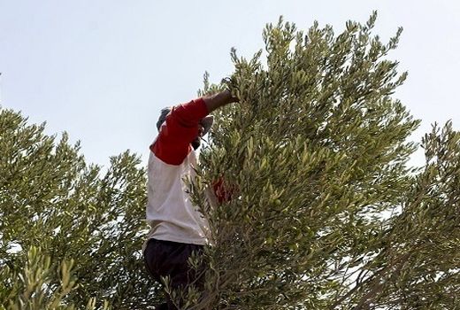 زیتون کاری از اصفهان تا خوروبیابانک برای تولید روغن