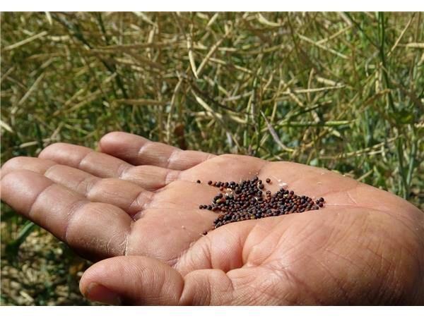 خرید 4700 تن کلزا از کشاورزان مازندرانی