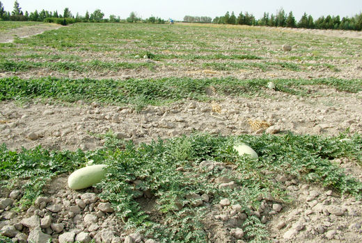 برداشت 160هزارتن محصولات جالیزی درسیستان