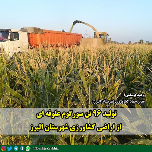 تولید ۹۶ تن سورگوم علوفه ای در اراضی کشاورزی شهرستان البرز