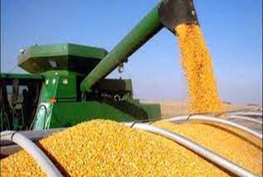 توزیع بذر و کود  کشت قراردادی ذرت برای اولین بار در شوش  