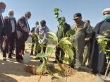  برگزاری آیین درختکاری در هرمزگان