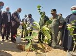  برگزاری آیین درختکاری در هرمزگان