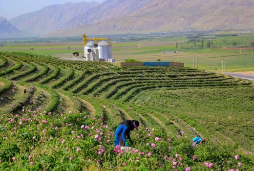 برداشت گل محمدی در  چهارمحال و بختیاری